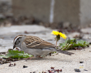 Chipping Sparrow 7849